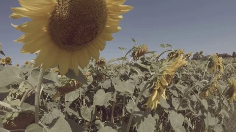 Sunflowers close-up 4k Stock Footage 109612935