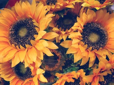 Sunflowers close up background or texture. Stock Photos