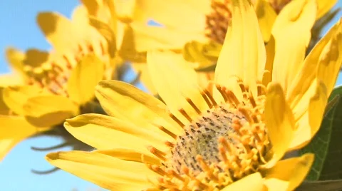 Sunflowers Close Up  Video stock 332823