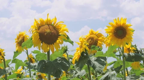 Sunflowers, close-up Stock Footage 65127717