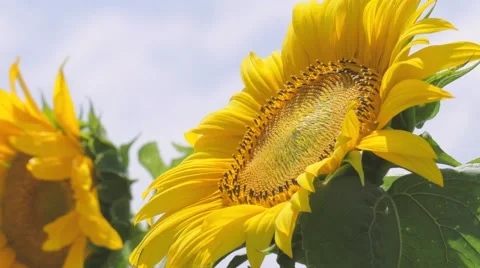 Sunflowers, close-up Stock Footage 65127979