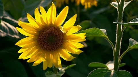 Sunflowers close-up Stock Footage 127309201
