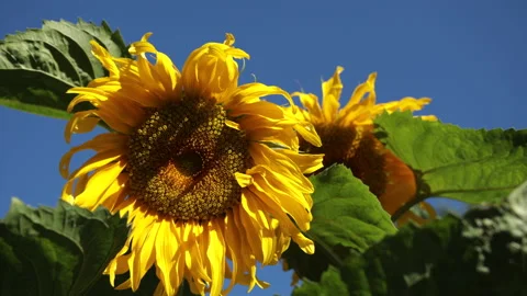 Sunflowers close up Stock Footage 147049881