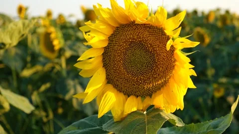 Sunflowers close-up. Video stock 201357279