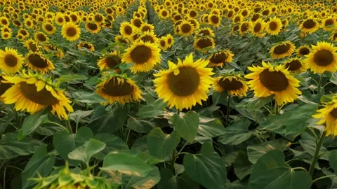 Sunflowers-close-up Stock Footage 302289437