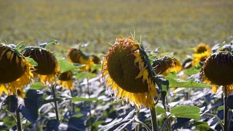 Sunflowers, close-up, look for the screen saver. 스톡 동영상 82388211