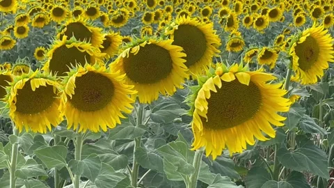 Sunflowers close up moving in breeze Stock Footage 250405775