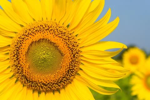Sunflowers close up Stock Photos