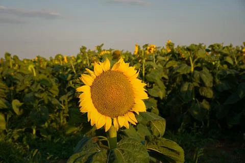 Sunflowers close-up. Stock Photos