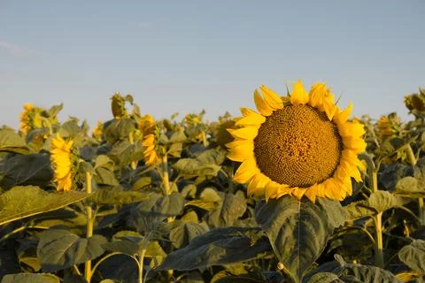 Sunflowers close-up. Stock Photos