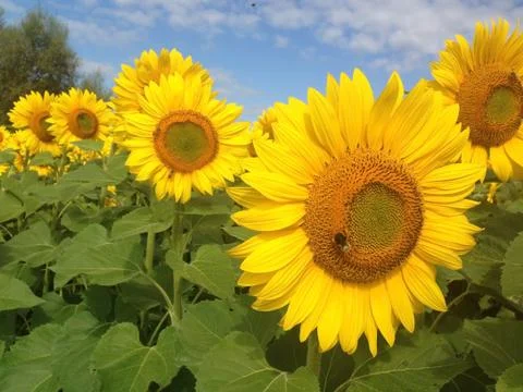 Sunflowers closeup Stock Photos