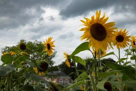 Sunflowers with clouded sky Stock Photos