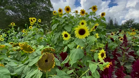 Sunflowers  with Clouds Stock Footage 159323504