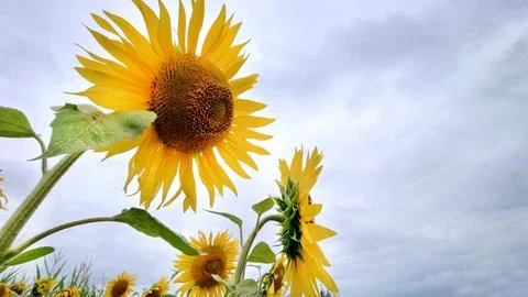Sunflowers on a cloudy day bottom view Stock Photos