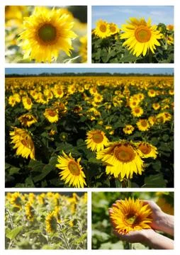 Sunflowers collage Stock Photos