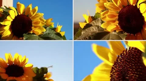Sunflowers composition Stock Footage 8840361