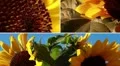 Sunflowers composition HD Footage