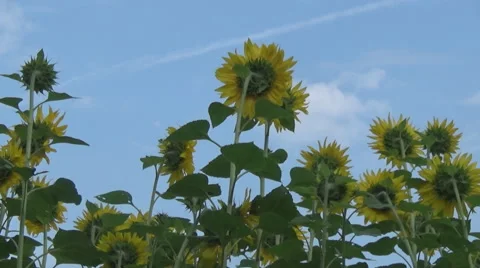 Sunflowers, corn 스톡 동영상 52694924