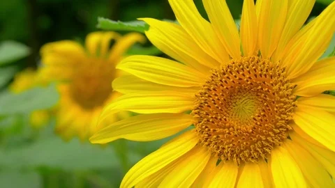 Sunflowers dancing in wind. close up Stock Footage 77496193