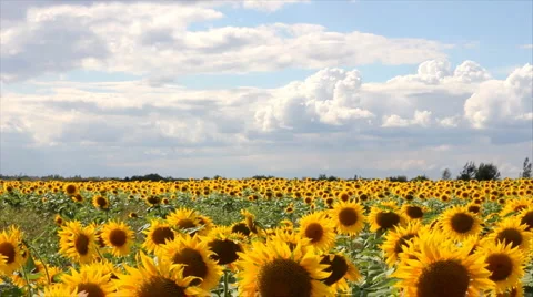 Sunflowers dancing in the wind Stock Footage 1271300