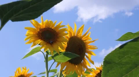 Sunflowers dancing in the wind Stock Footage 11058874