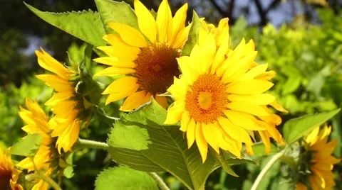 Sunflowers dancing in the wind Stock Footage 53003967