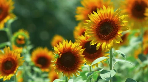 Sunflowers dancing in the wind Stock Footage 65832452