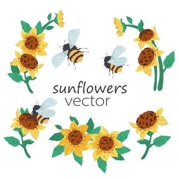 Sunflowers decorative elements set, yellow flowers floral set, hand drawn v.. 스톡 일러스트