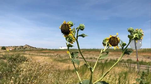 Sunflowers in the desert Stock Photos