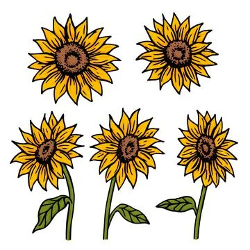 Sunflowers different sides retro old line art etching vector Stock Illustration