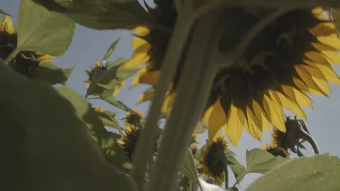 Sunflowers Dolly 01 Stock Footage