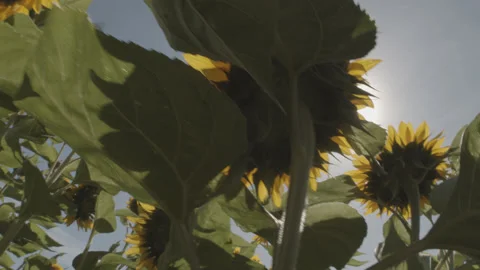 Sunflowers Dolly 02 Stock Footage 141882529