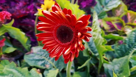 Sunflowers dominantly red Stock Footage 156729872