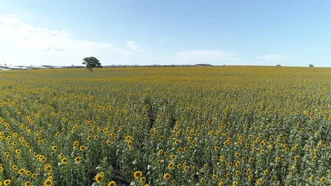 Sunflowers Drone 4K Stock Footage
