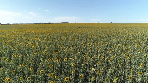 Sunflowers Drone 4K Low Pass Stock Footage