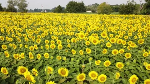 Sunflowers with drone Stock Footage 136883335