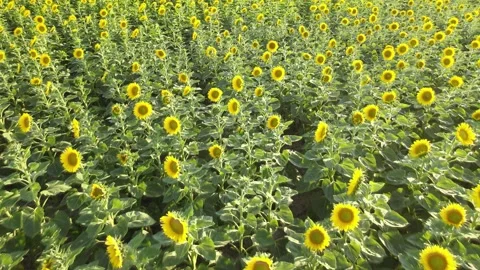 Sunflowers drone shot Stock Footage 240756493