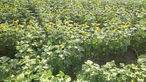 Sunflowers drone shot Stock Footage 240757369