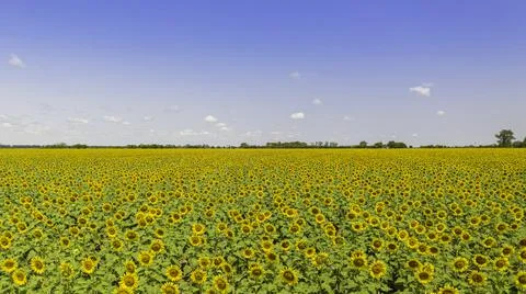 Sunflowers Drone View Stock Photos
