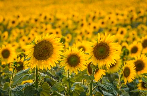 Sunflowers during sunset Stock Photos