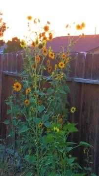 SUNFLOWERS AT DUSK Fotos Stock