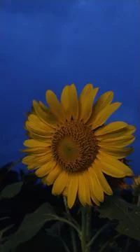 Sunflowers at dusk Stock Photos