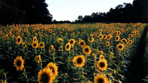 Sunflowers in the evening Video stock 92480095