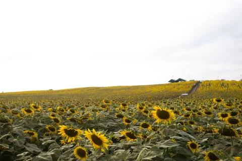 Sunflowers in the evening hundreds of thousands. Stock Photos