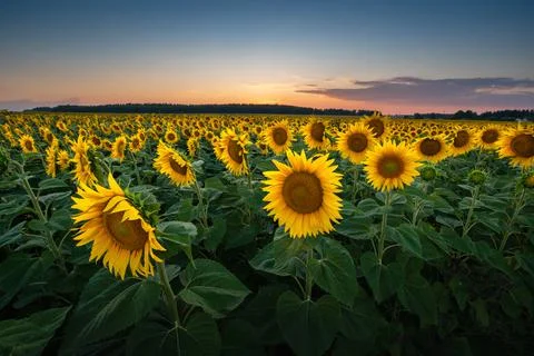 Sunflowers in the evening Stock Photos