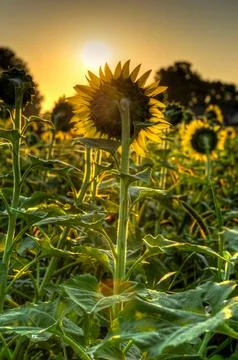 Sunflowers Face Into the Sun Stock Photos