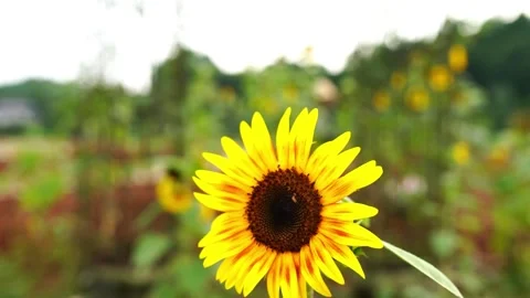 Sunflowers Facing Bright Afternoon Sunlight in a Warm Summer Garden Setting Video stock 341867782