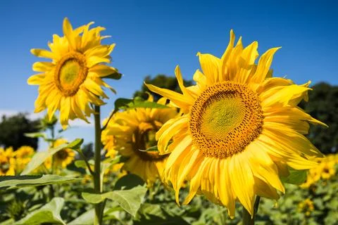 Sunflowers facing to the sunlight Stock Photos