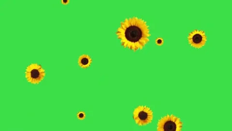 Sunflowers falling on green screen background with rotating organic movement loo Stock Footage 329964587
