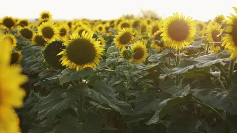 Sunflowers in the field 4K Stock-Footage 172324841